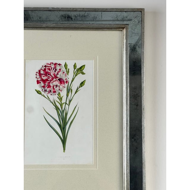Vintage Trowbridge Custom Framed Botanical Print “Dianthus Caryophyllus” After Louis Stroobant, Belgium 1845-1888 For Sale - Image 4 of 10