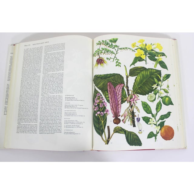 White 1970 Wildflowers of the World Hardcover Book Wild Flowers Botanical Painted Plants Colorful Flower For Sale - Image 8 of 12