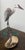 Brian Arthur Heron on a Branch With Lillies Bronze Sculpture For Sale In San Francisco - Image 6 of 12