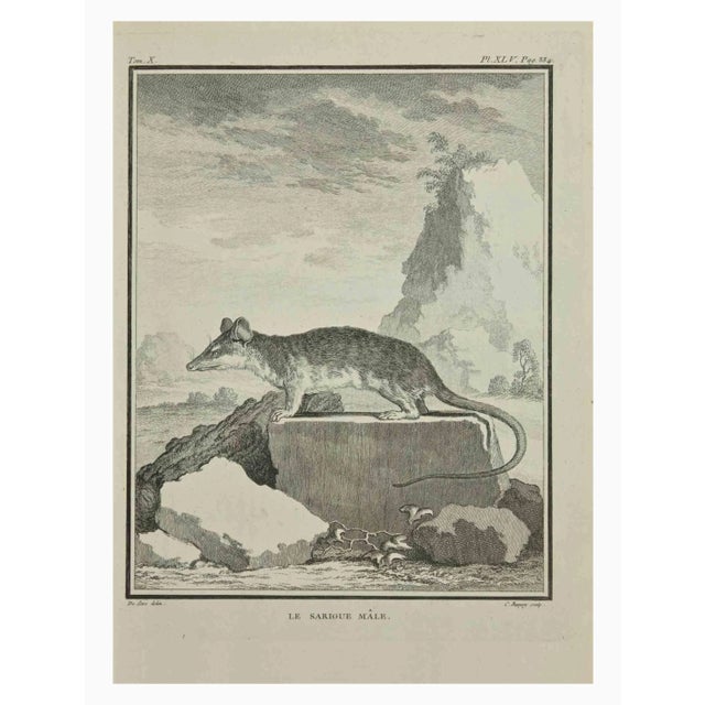Le Sarigue is an etching realized by Jean Charles Baquoy in 1771. It belongs to the suite "Histoire Naturelle de Buffon"....
