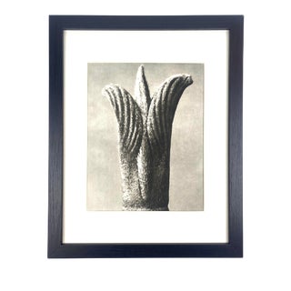 1940s Framed Botanical Blossfeldt Print - No. 77 For Sale