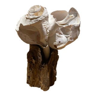 The Tide’s Vanishing Script Nantucket Shell Sculpture by Artist Cheryl Fudge For Sale