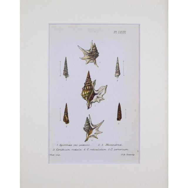 Antique hand colored lithograph published 1869 in London from "British Conchology, or an Account of The Mollusca" by John...