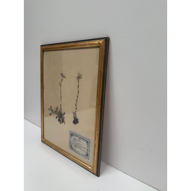 Set of Three Vintage Pressed Botanicals For Sale - Image 15 of 18