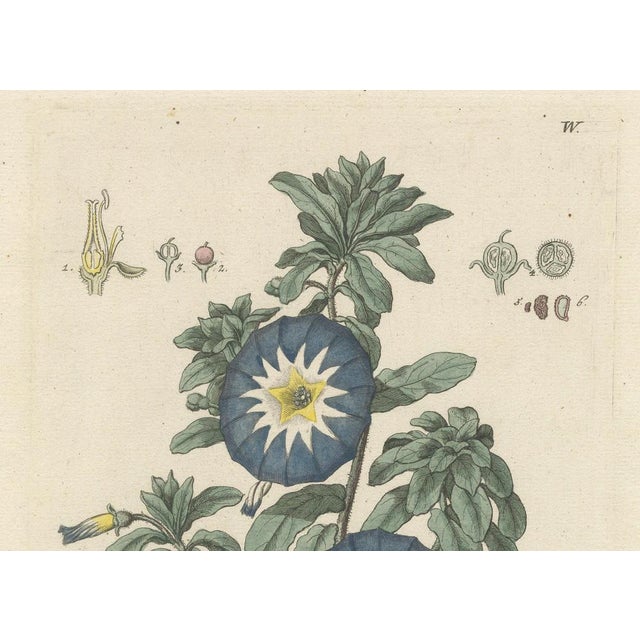 Ehret, Botanical Engravings: Morning Glory and Virginian Honeysuckle, 1760, Paper For Sale - Image 9 of 11