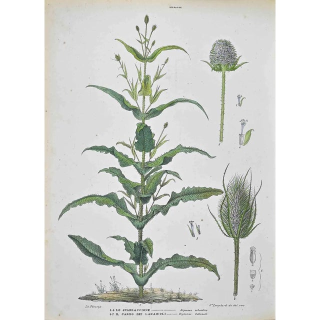 Vincenzo Tenore, The Dipsaceae, Lithograph, 1870s For Sale
