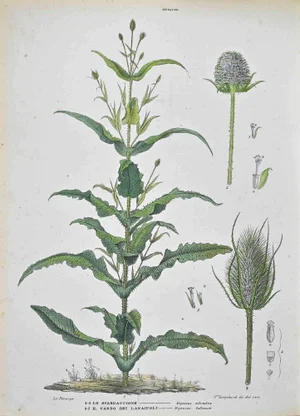 Vincenzo Tenore, The Dipsaceae, Lithograph, 1870s
