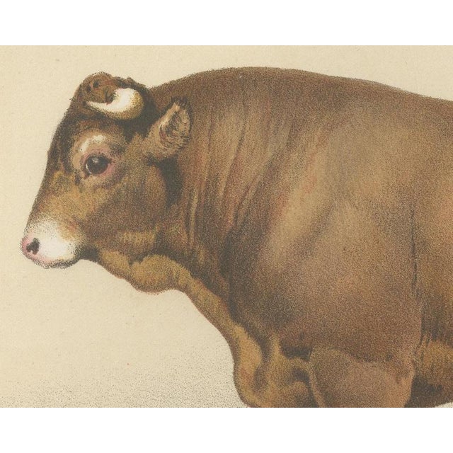 Borie, Limousin Bull, French Cattle Breed, 1863, Chromolithograph For Sale - Image 4 of 9