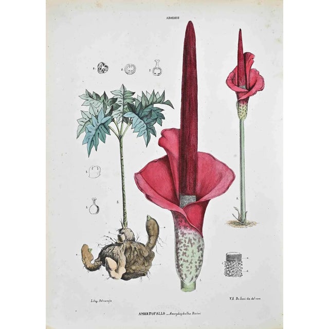 Vincenzo Tenore, The Aroideae, Lithograph, 1870s For Sale