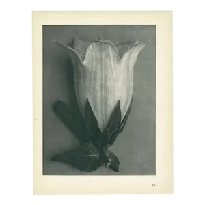 1928 Bell Flower, Original Period Photogravure N111 by Karl Blossfeldt