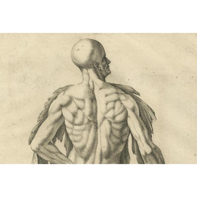 Anatomical Back Muscle Study with Shovel, 1745, Paper For Sale - Image 4 of 10
