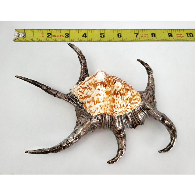 Contemporary Silver Dipped Spider Conch Seashell Shell Sculpture For Sale - Image 3 of 11