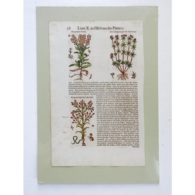 17th Century 1653 Gerard Herbal Hand Colored Botanical Woodcut For Sale - Image 5 of 5