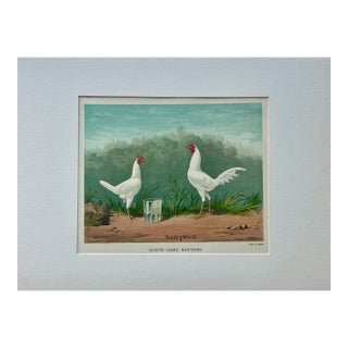 White Game Bantams Poultry Chromolithograph, Poultry World, Circa 1879 For Sale