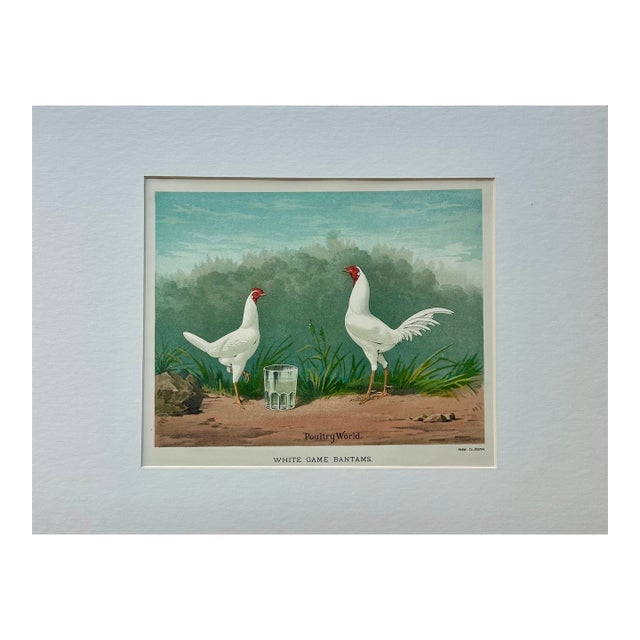 White Game Bantams Poultry Chromolithograph, Poultry World, Circa 1879 For Sale