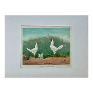 White Game Bantams Poultry Chromolithograph, Poultry World, Circa 1879