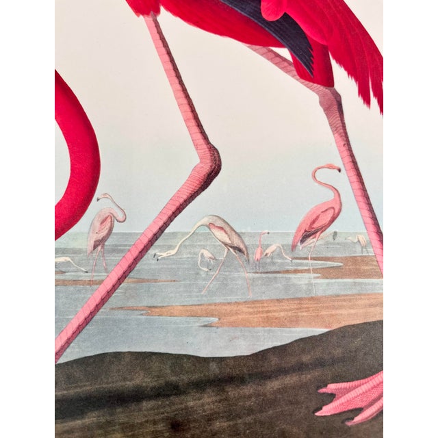 Paper 1964 Audubon Folio Lithograph Great Bird Paintings – “American Flamingo” 17x14 For Sale - Image 7 of 8