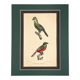 1833 Buffon Oiseaux Hand-Colored Lithograph | Collected Antique Ornithology For Sale