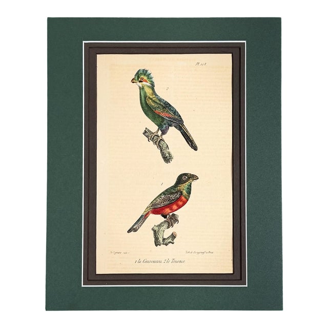 1833 Buffon Oiseaux Hand-Colored Lithograph | Collected Antique Ornithology For Sale
