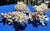 60-Piece Fine Seashell & Coral Collection For Sale - Image 16 of 18