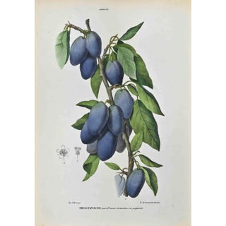 Vincenzo Tenore, The Amiddaleas, Lithograph, 1870s For Sale