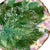 Joseph Holdcroft Majolica Plate With Leaf, Ferns and Flowers, English, Ca. 1875 For Sale - Image 6 of 11