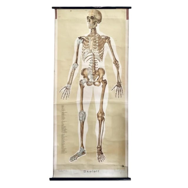 Chart with Large Skeleton of the Human Body from Köln Museum, 1952 For Sale - Image 4 of 4
