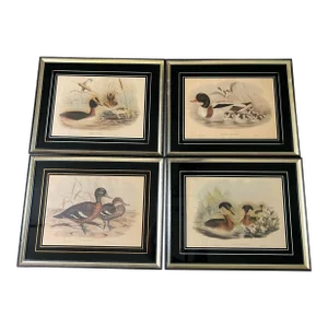 Framed John Gould and h.c. Richter Hand Colored Lithograohs Birds of Great Britain a Set of Four