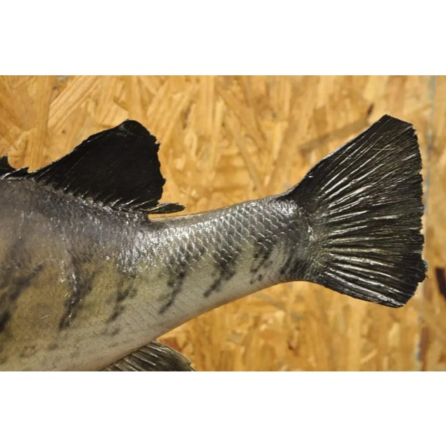 Vintage Largemouth Bass Real Skin Wall Mount Taxidermy Fishing Wall Decor For Sale In Philadelphia - Image 6 of 12