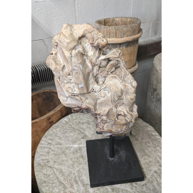 Almond Organic Modern Fossil Scholar Stone For Sale - Image 8 of 8