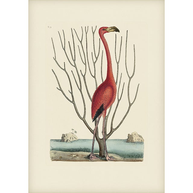 Mark Catesby Reproduction of Flamingo, Plate 73 For Sale