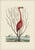 Mark Catesby Reproduction of Flamingo, Plate 73 For Sale