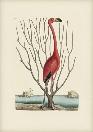 Mark Catesby Reproduction of Flamingo, Plate 73