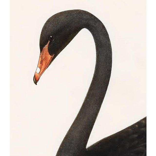 English Black Swan Print - 16" X 20" For Sale - Image 3 of 3