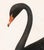 English Black Swan Print - 16" X 20" For Sale - Image 3 of 3