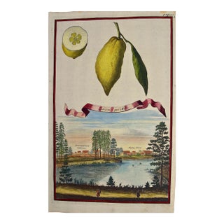 Lemons "Limon Peretto": An Early 18th Century Volckamer Hand-Colored Engraving, 1708 For Sale