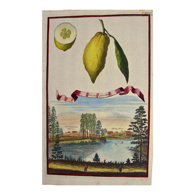 Lemons "Limon Peretto": An Early 18th Century Volckamer Hand-Colored Engraving, 1708 For Sale