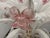 1960s Venetian Large Pink and White Murano Glass Chandelier, 1970s For Sale - Image 5 of 18