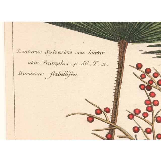 Sculpture Materials Botanical Hand-Colored Engraving of Palmyra Palms, Georg Eberhard Rumphius, 1741-50 For Sale - Image 7 of 13