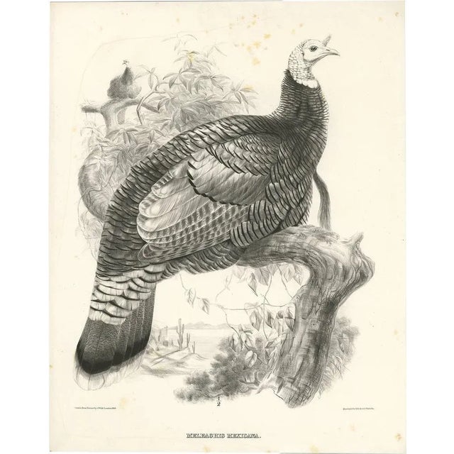 After J. Wolf, Bird Illustration of a Mexican Turkey, 1868, Print For Sale - Image 8 of 8