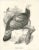 After J. Wolf, Bird Illustration of a Mexican Turkey, 1868, Print For Sale - Image 8 of 8