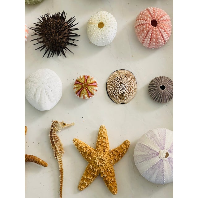 20 Th C Sea Shell Collection in Shadowbox Frame For Sale In Miami - Image 6 of 6