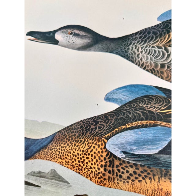 1960s 1964 Audubon Folio Lithograph Great Bird Paintings – “Blue Winged Teal” 14x17 For Sale - Image 5 of 6