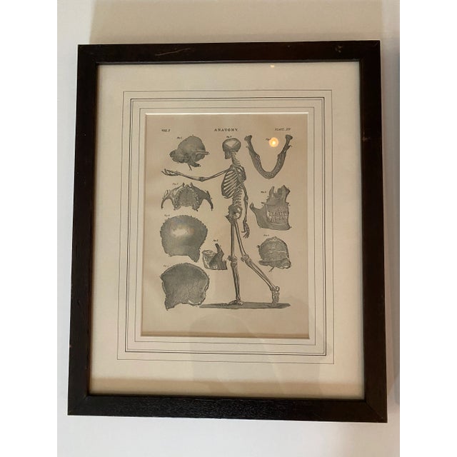 Pair of 1890 Original Anatomy Illustrations of the Skeletal system. Framed in dark wood frame.