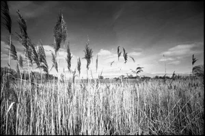 Paul Cooklin, Water Reeds, Silver Gelatin Photograph