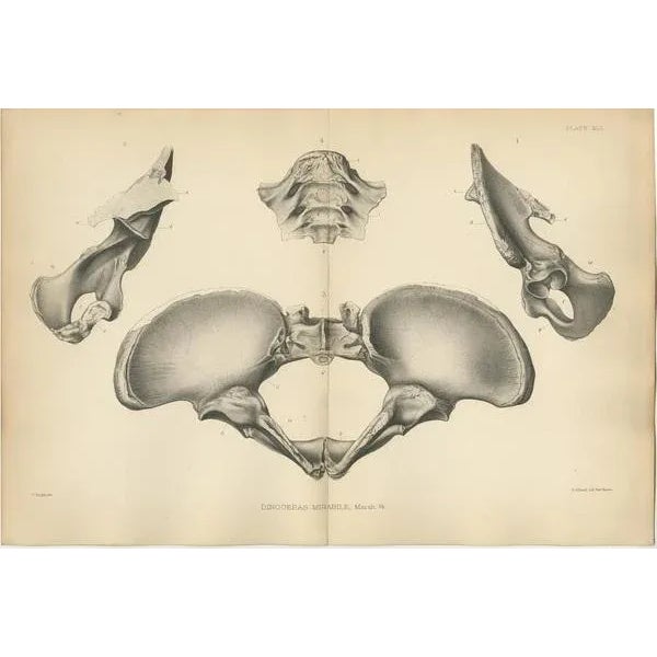 Marsh, Paleontology Illustrations of a Dinoceras Mirabile, 1886, Prints, Set of 2 For Sale - Image 3 of 5