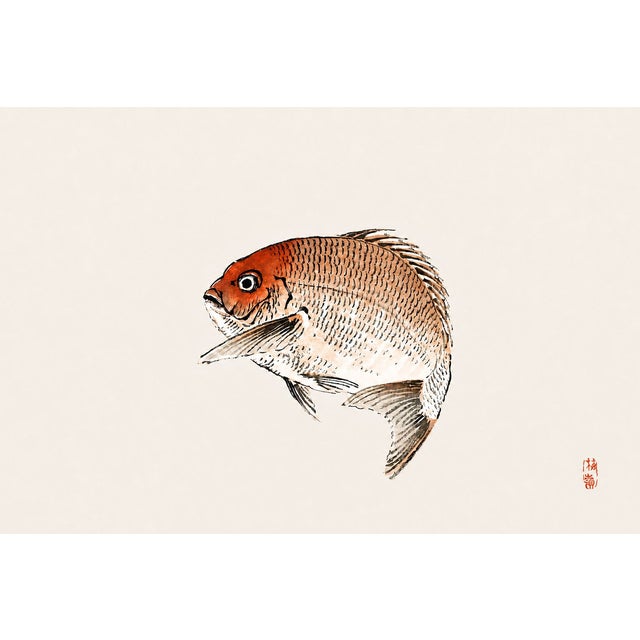 Tai (Red Seabream) by Kōno Bairei, Vintage Japanese Woodblock Print Reproduction, 24" X 16" For Sale