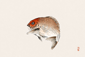 Tai (Red Seabream) by Kōno Bairei, Vintage Japanese Woodblock Print Reproduction, 24" X 16"