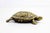 Metal Vintage Brass Turtle Ashtray, 1960s For Sale - Image 7 of 8