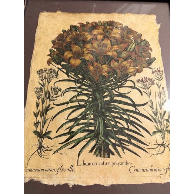 Hortus Eystettensis by the German apothecary and botanist Basilius Besler 1614 See pictures for more details The product...